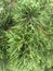 defocused object of Cupressus Sempervirens with mist condition