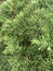 defocused object of Cupressus Sempervirens with mist condition in the morning