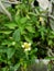 defocused object of small a piece wild flower