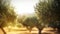 defocused olive fiel trees background with branches on the side at