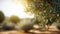 defocused olive fiel trees background with branches on the side at morning