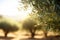 defocused olive fiel trees background with branches on the side at morning sunshine with copyspace area,Generative AI