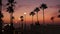 Defocused palms, twilight sky, California USA. Tropical beach sunset atmosphere. Los Angeles vibes.