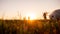 Defocused panoramic diversity family with Samoyed running at sunset with kite in sky