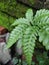 Defocused photo of fern leaves affected by excessive light