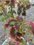 Defocused photo of one small flower  shrouded in green leaves