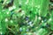 defocused pile of green plastic bottles