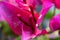 Defocused pink Bougaivillea flower and tree closeup view. An exotic purple bougainvillea tree. Bougainvillea flower, Paperflower