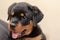 Defocused portrait of two-month-old Rottweiler puppy. Touching c