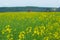 Defocused pumpjacks on the background of canola field and green hills