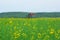 Defocused pumpjacks on the background of canola field and green hills