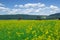 Defocused pumpjacks on the background of canola field under cloudy sky