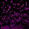 Defocused purple lights background