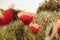 Defocused Red poppy flowers in a wild field. Vivid Poppies meadow in spring. Beautiful summer day. Beautiful red poppy