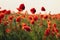 Defocused Red poppy flowers in a wild field. Vivid Poppies meadow in spring. Beautiful summer day. Beautiful red poppy