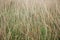 Defocused Reed Thatch Detail Hay Straw Stack Background Texture Agriculture Natural Abstract Striped