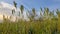 Defocused sedges spikelets fluttering in wind against blue sky