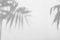 Defocused shadow of palm leaves in grey mode with space for text