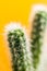 Defocused shot of green cactus on trendy punchy pastel yellow background.