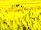 Defocused silhouettes of plants on the field against the sky