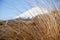 Defocused snow-capped Mount Ngauruhoe behind closeup tussock