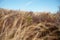 Defocused snow-capped Mount Ngauruhoe behind closeup tussock