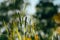 Defocused Spring field rapeseed flower background, copy space