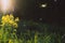 Defocused Spring field rapeseed flower background, copy space