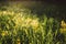 Defocused Spring field rapeseed flower background, copy space