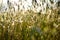 Defocused spring wild oat  field  over bright sky