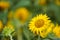 Defocused of sunflower on nature background