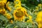 Defocused of sunflower on sunflowers background