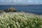 Defocused view to the ocean. Selective focus on coastal grass