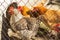 Defocused view through wire mesh to the hens in outdoor aviary. Farm of chickens breed Brown Nick and Plymouth Rock.