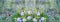 Defocused widescreen spring background with blooming periwinkle and ladybirds. Art design, banner