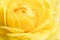 Defocused yallow rose background