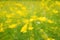 Defocused yellow flowers and grass. Blurred and de focused yellow blossom and grass