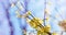 Defocusing banner beautiful branch with yellow flowers in the sky.