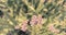 Defocusing Banner Beautiful small pink flowers Natural blurred background.