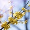 Defocusing beautiful branch with yellow flowers in the sky.