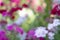 The defocusing of the floral background on a sunny day. Floral background.