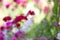 The defocusing of the floral background on a sunny day. Floral background.