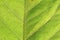 Defocusses green leaf close up