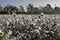 Defoliated cotton plants in a cotton field