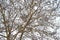 Defoliated tree branches as a background