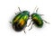 Defoliator, Tansy Beetle Chrysolina graminis