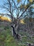 Deforestation aftermath in forest