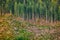 Deforestation of Alaska forest nature outdoor background