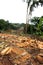 Deforestation in Altantica forest area