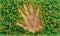 Deforestation. Area in form human hand full of stumps